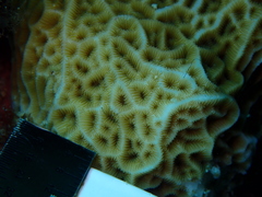 Agaricia humilis