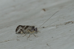 Myopsocidae