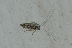Myopsocidae