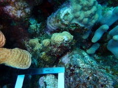 Agaricia humilis