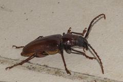 Dorysthenes buquetii