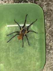 Harpactira chrysogaster