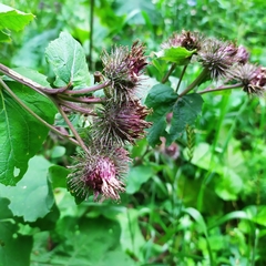 Arctium × ambiguum