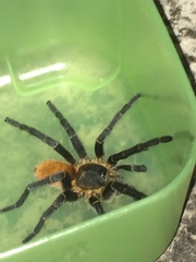 Harpactira chrysogaster