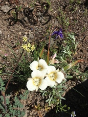 Calochortus subalpinus