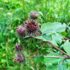 Arctium × ambiguum