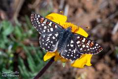 Euphydryas anicia veazieae