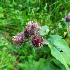 Arctium × ambiguum