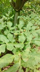 Prionosciadium thapsoides