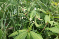 Persicaria pinetorum