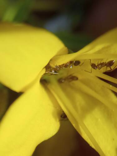 iNaturalist observation photo of Argentine Ant