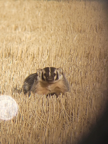 American Badger photographed in Washington