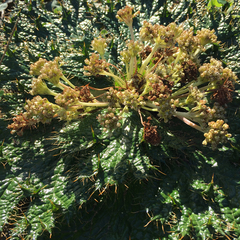 Arctopus monacanthus
