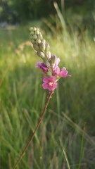 Sidalcea oregana