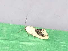 Ponometia erastrioides