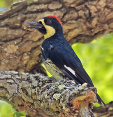 Melanerpes formicivorus angustifrons