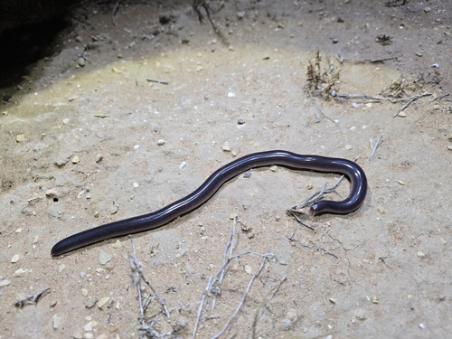 Dark-spined Blind Snake