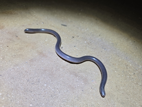 Dark-spined Blind Snake