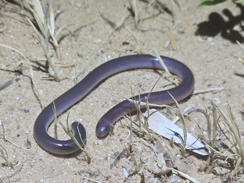 Dark-spined Blind Snake