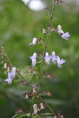 Magnoliopsida