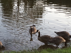 Branta canadensis
