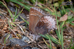 Callophrys polios