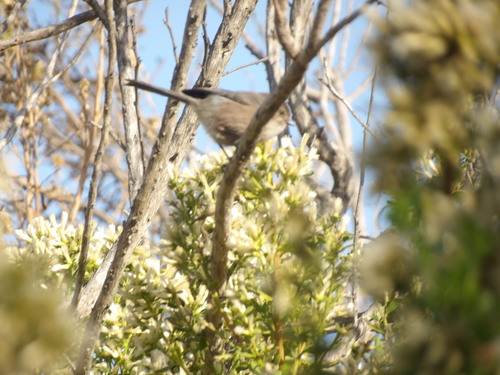 iNaturalist observation photo of Bushtit