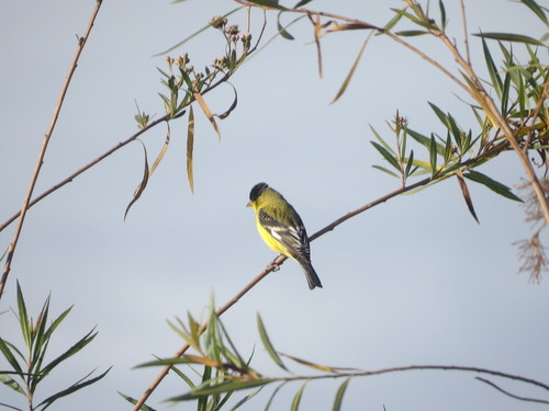 iNaturalist observation photo of Lesser Goldfinch