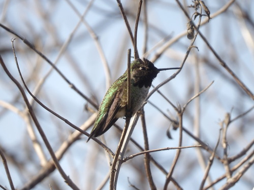 iNaturalist observation photo of Anna's Hummingbird