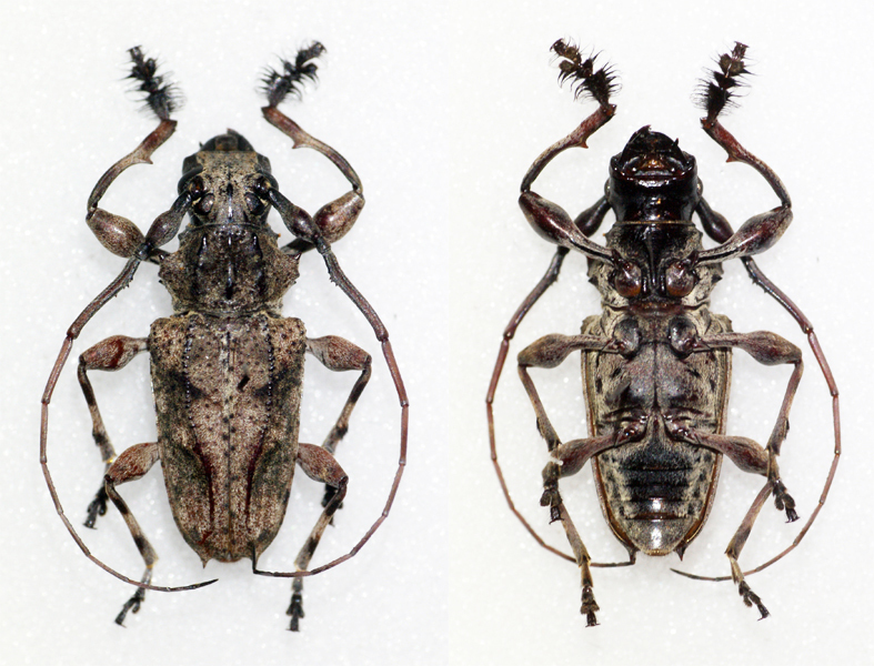 Steirastoma