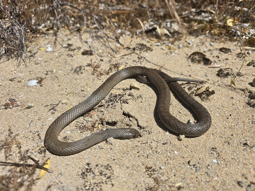 Peninsula Brown Snake