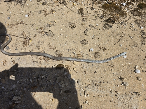 Peninsula Brown Snake