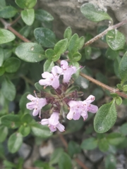Serpyllum