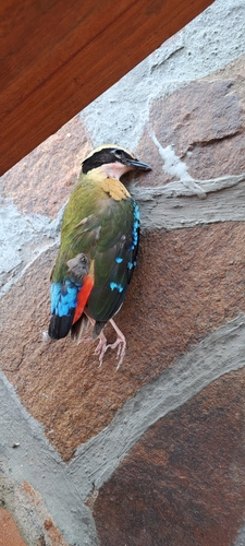 iNaturalist image
