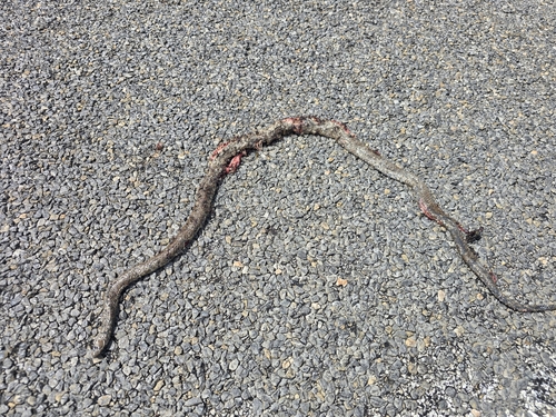 Peninsula Brown Snake