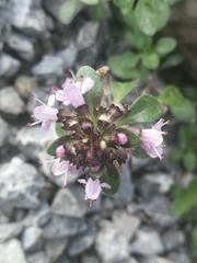 Serpyllum