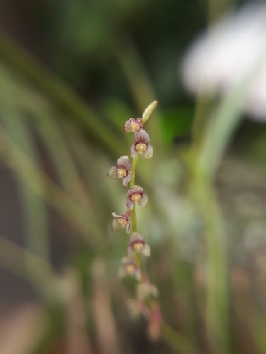Stelis rubens