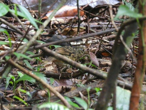 Sri Lanka Thrush (Zoothera imbricata), photo 5