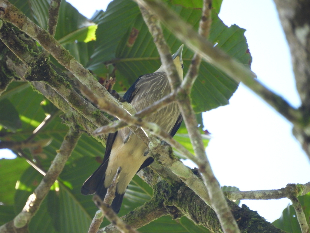 White-faced Starling (Sturnornis albofrontatus), photo 9