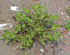 Chenopodium acerifolium