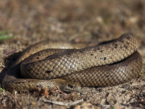 Peninsula Brown Snake