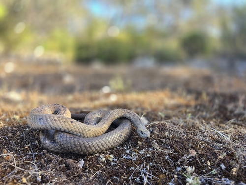 Peninsula Brown Snake