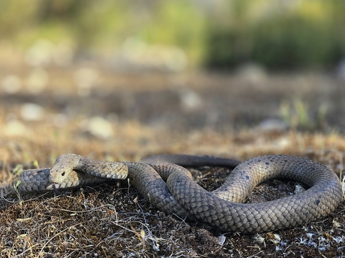 Peninsula Brown Snake