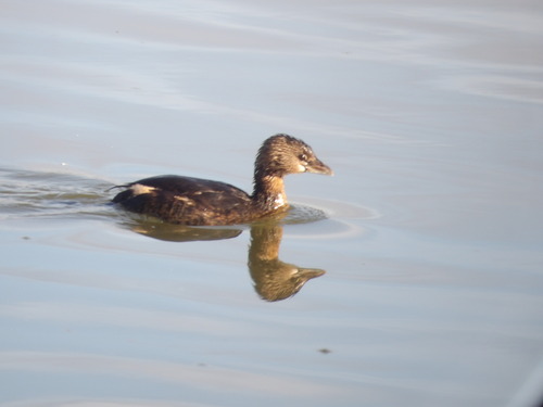 iNaturalist observation photo of Pied-billed Grebe