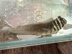 Asian Estuarine Blenny photo 4