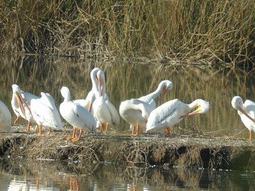 iNaturalist observation photo of American White Pelican