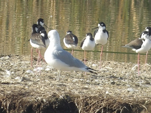 iNaturalist observation photo of Black-necked Stilt