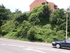 Cardiospermum grandiflorum