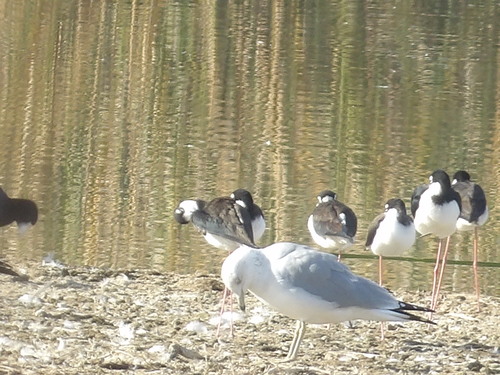 iNaturalist observation photo of Ring-billed Gull
