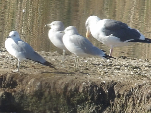 iNaturalist observation photo of Western Gull
